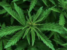 Would you Like Some Marijuana with your Chemo?